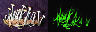 Illustration for article titled Glow-in-the-Dark Mushrooms Shed Light on Luminescence